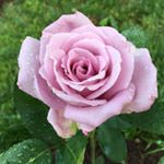 Profile Picture of David Champagne (@champagnegardens) on Instagram