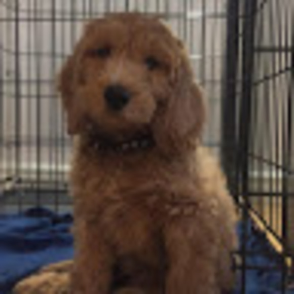 Profile Picture of Amanda Mayer (@bunny123017) on Poshmark