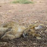 Profile Picture of Jason Derooy (@derooyjason) on Instagram