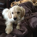 Profile Picture of Lucy Shepard 🐶 (@lucyshep_golden) on Instagram