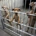 Profile Picture of Roman James Labrosse (@SavePitbulls247) on Twitter