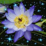 Profile Picture of Marie-christine Levalois-bazer (@levaloisbazer) on Instagram