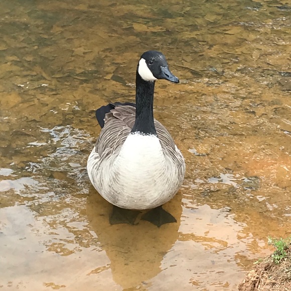 Profile Picture of Jia Kim (@jia_kim) on Poshmark