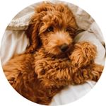 Profile Picture of WINNIE the Mini Goldendoodle (@misswinnieviolet) on Instagram