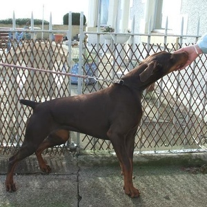 Profile Picture of David Friel (@anviddobermann) on Myspace