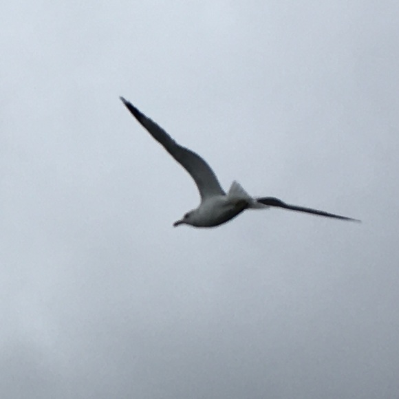 Profile Picture of Alice Anderson (@allie_a_s) on Poshmark