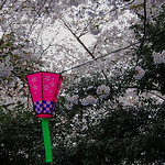 Profile Picture of Sarah Curtis (@sarah.j.curtis18) on Flickr