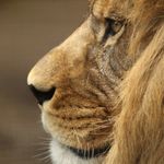 Profile Picture of Johnston County Early College (@jcecalions) on Instagram