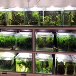 Profile Picture of Martin Lieb (@pflanzenfischzuchtkeller) on Instagram