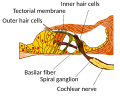Profile Picture of Basilar membraneon Wikipedia