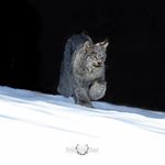 Profile Picture of Kevin Smith (@wildwildwestphotography) on Instagram