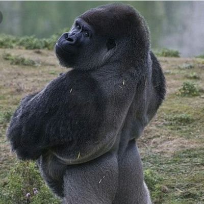 Profile Picture of Noel Hayes (@NoelHayes42) on Twitter