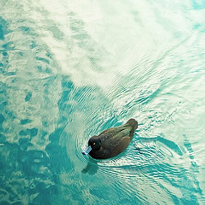 Profile Picture of ChadDoss (@DossChad) on Twitter