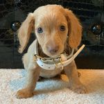 Profile Picture of Kennedy Babut-Williams (@kennedy_puppy) on Instagram