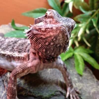 Profile Picture of Craig Potts (@jnrpotts4) on Twitter
