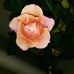 Profile Picture of Rose Shaffer (@rose.shaffer.5648) on Facebook