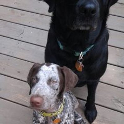 Profile Picture of Chris, Abbey&Echo (@csprenkel80) on Twitter