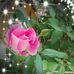 Profile Picture of Colleen Singleton (@colleen.singleton.737) on Facebook