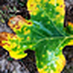 Profile Picture of Joshua Young (@jky2003) on Flickr