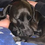 Profile Picture of Liam Simons (@teddy_the_staffador1) on Instagram