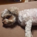 Profile Picture of Janine Kramer (@Janine-Kramer) on Facebook