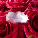 Profile Picture of Olivia ❤️ 190910 ✝️ (@olivia.linge) on Instagram