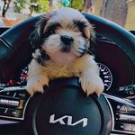 Profile Picture of Kevin Kranthi (@kevin_kranthi345) on Instagram