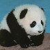 Babypanda 2012 - Twitter Profile Picture of Babypanda 2012 (@BelfryMichael) on Twitter