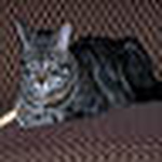 Profile Picture of Dawn Brown (@Dawneb) on Flickr