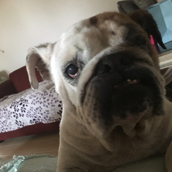 Profile Picture of Yuan Zhang (@zhaogongzuoxm) on Poshmark