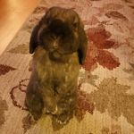 Profile Picture of Clarence And Riggins (@clarbunzandriggs) on Instagram