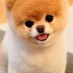 Profile Picture of Joseph Goulet (@josepgoulet) on Instagram