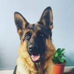 Profile Picture of LEONA (@leona_german_shepherd) on Instagram