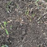 Profile Picture of Joe Cardoza (@stonegardenshots) on Instagram