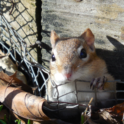 Profile Picture of THE Chip Hoover O'Donnell (@THEChipHoover) on Twitter