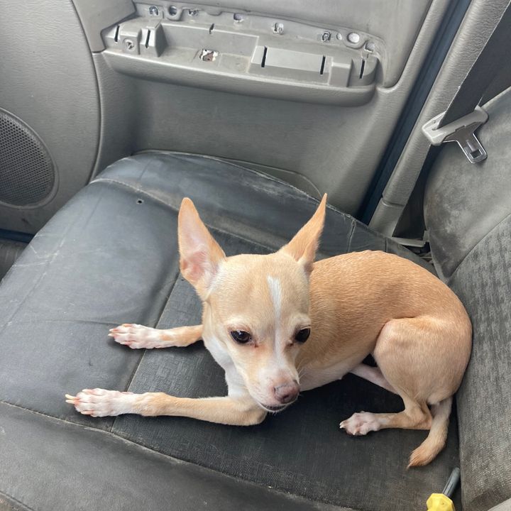 Profile Picture of lorettavasquez155 (@lorettavasquez155) on Tiktok