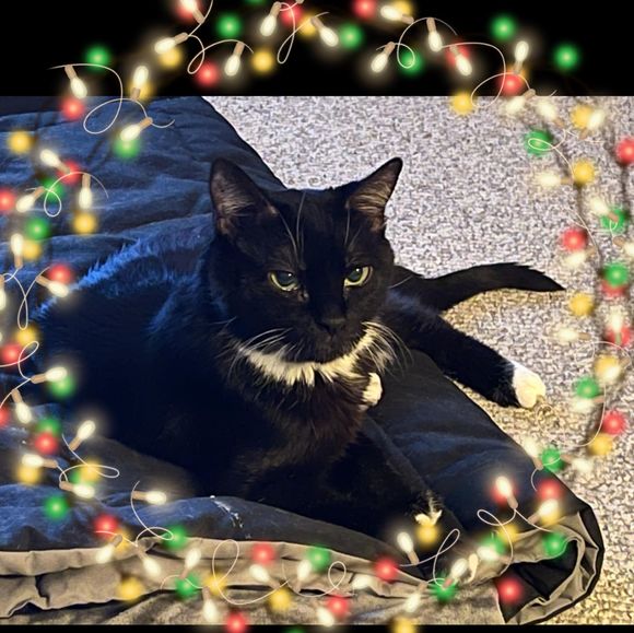 Cheryl Carawan - Poshmark Profile Picture of Cheryl Carawan (@tuxcat11) on Poshmark