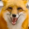 Profile Picture of 🦊 Alice the Fox 🦊 (@@alisamoskov) on Tiktok