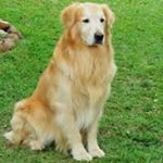 Profile Picture of Randall (@randall_golden2) on Instagram
