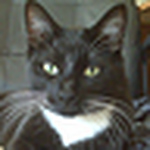 Profile Picture of a * c (@angel*cake) on Flickr