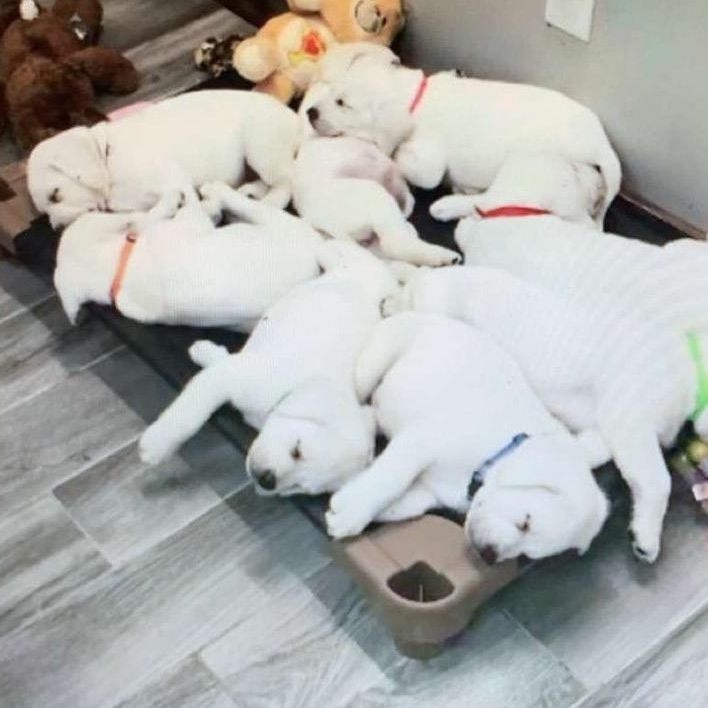 Profile Picture of Sophia Holcomb (@sophieholcomb0) on Tiktok