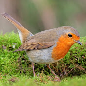 Profile Picture of Fly Robin Fly (@1CipCip) on Youtube