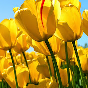 Profile Picture of Hyeon Kang (@koolguyda1) on Youtube