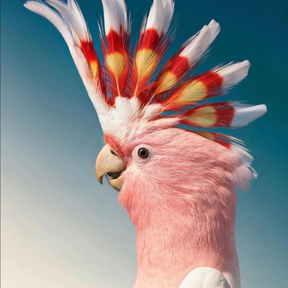 Profile Picture of Autumn Humphreys (@bargaingems2012) on Poshmark