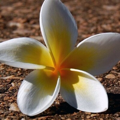 Profile Picture of Toni Cruikshanks (@missymoobali) on Twitter