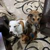 Profile Picture of Jennifer Prewitt (@@puppersluv) on Tiktok