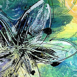 Profile Picture of Lisa Jones (@ridamera) on Flickr