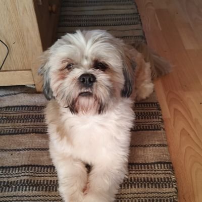 Profile Picture of Mark Robertshaw (@MarkRobertshaw7) on Twitter