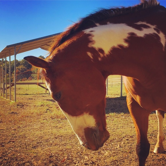 Profile Picture of Laura Simson (@lasimson) on Poshmark