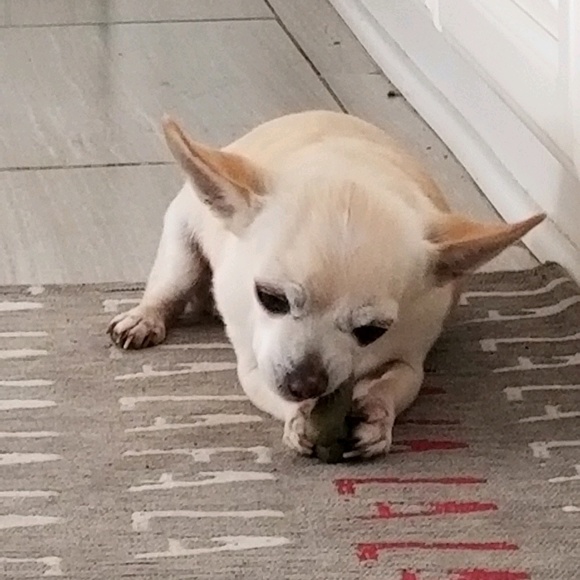 Profile Picture of Aloz Costy (@quatroa2) on Poshmark